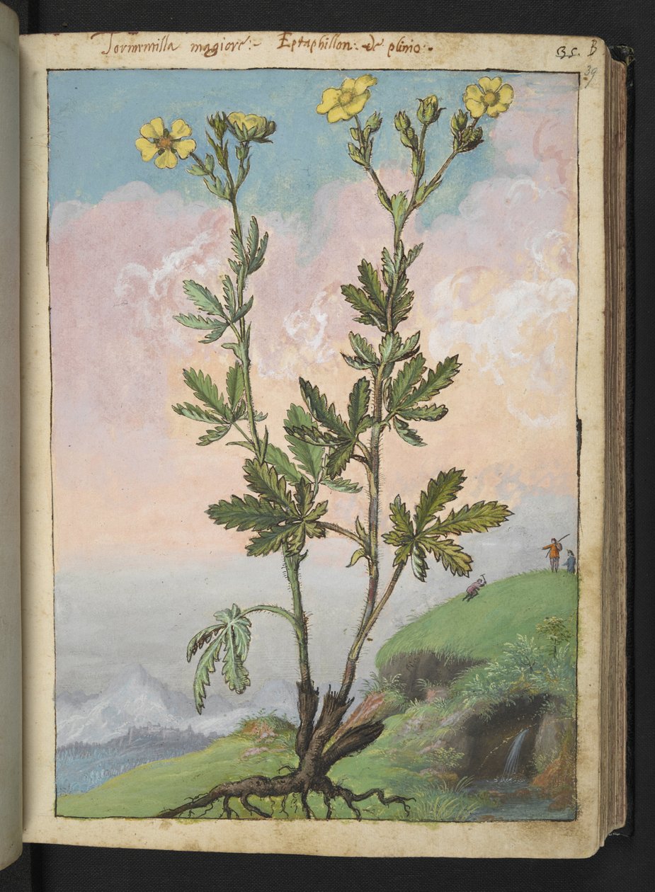 Potentilla recta: Eine Pflanze mit gelben Blüten, aus "Paintings of Flora of the Roman States" von Gherardo Cibo von Gherardo Cibo