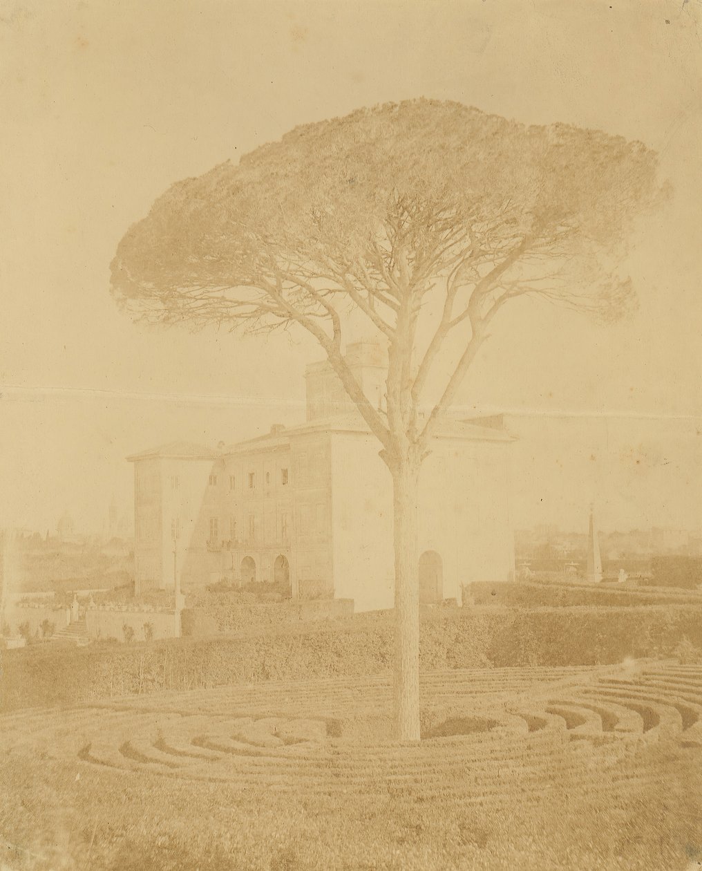 [Baum im formalen Garten außerhalb des Palazzo], 1860er-70er Jahre von Giacomo Caneva
