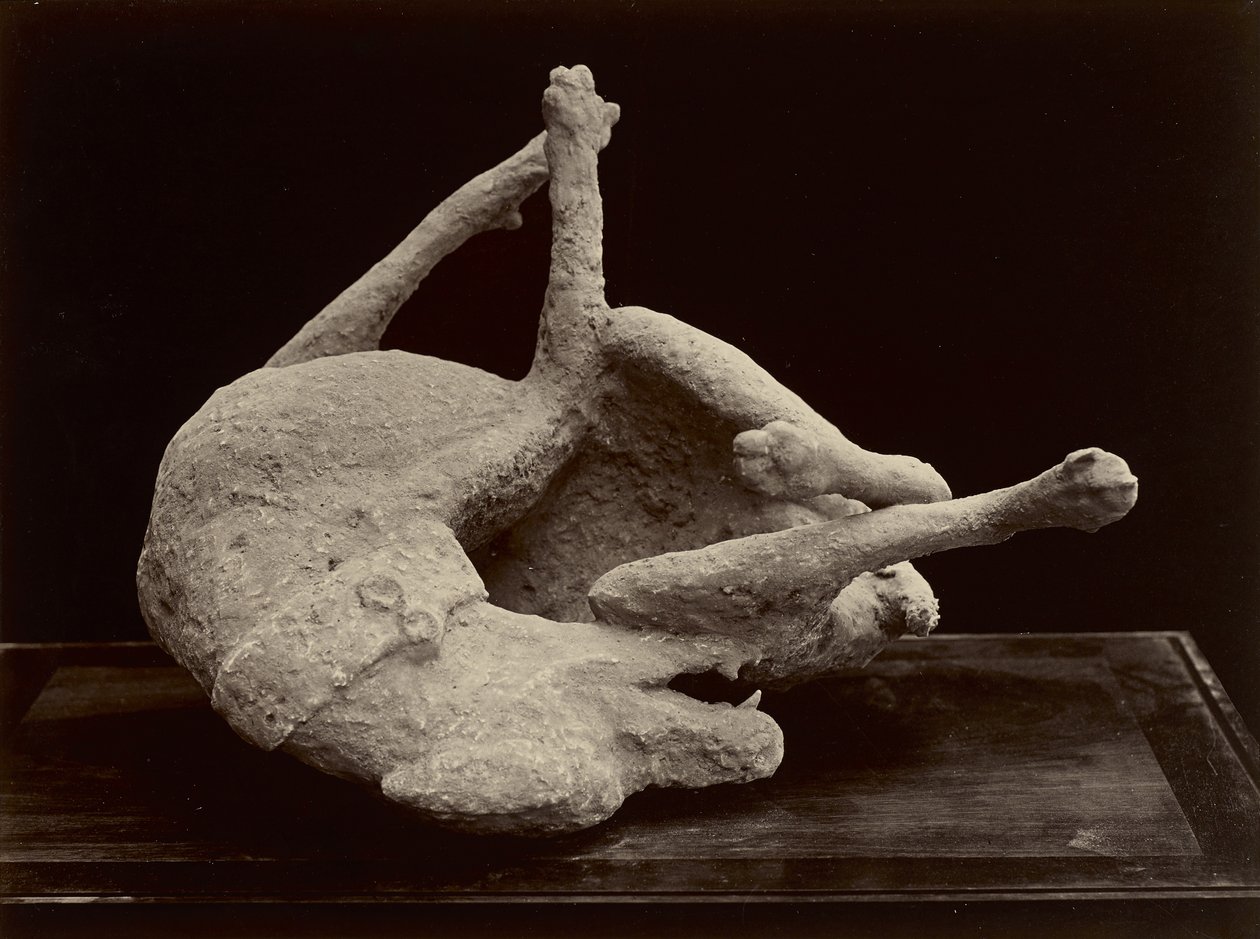 Hund, Pompeji, ca. 1870 von Giorgio Sommer