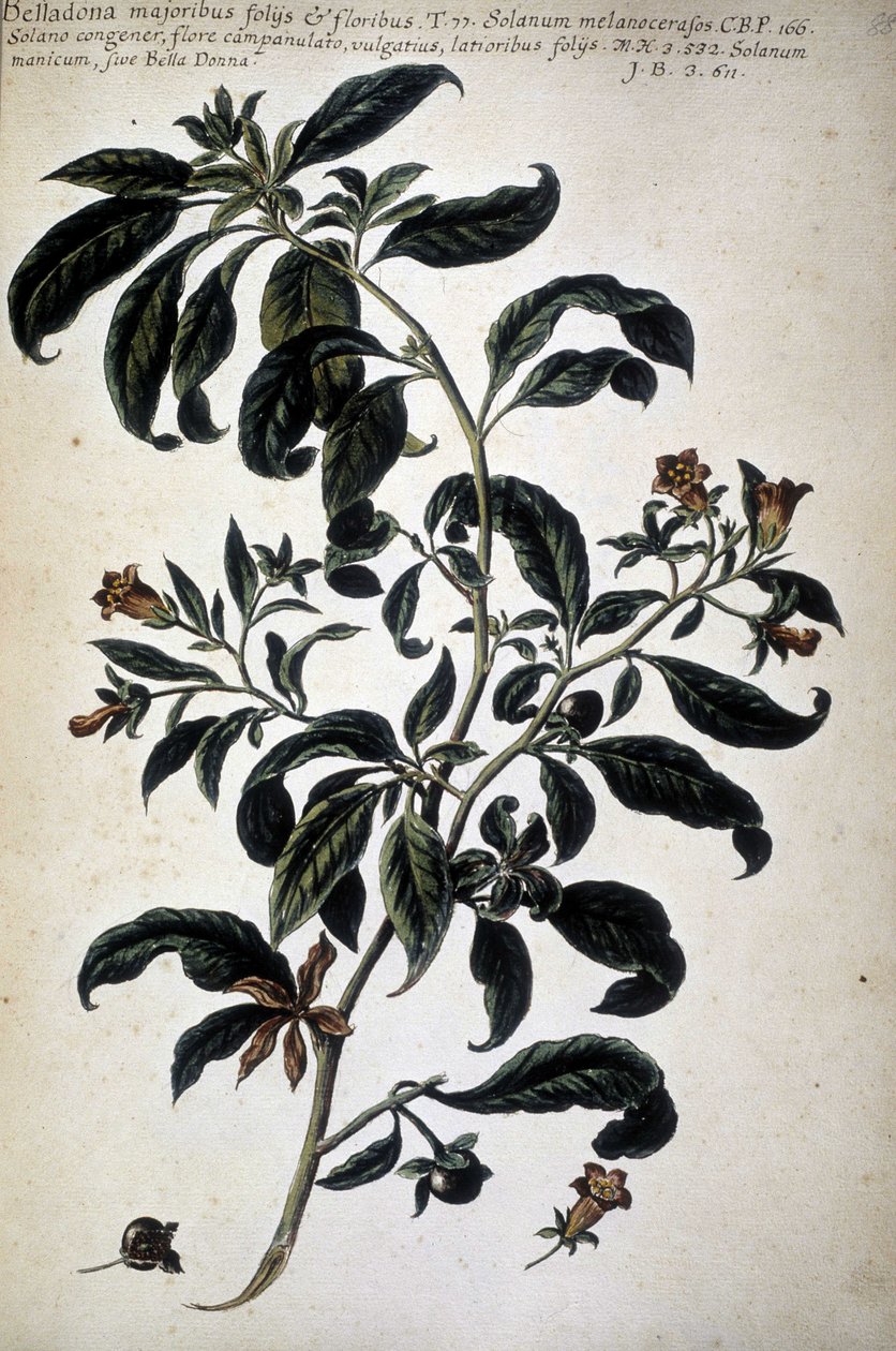 Botanische Tafel: Belladona (Belladona Majoribus Folys) - In „Historia botanica pratica, seu plantarum, quae ad usum medianae relevant, nomenclatura, descriptio et virtutes...“ von Giovanni Battista Morandi (? - 1761) von Giovanni Battista Morandi