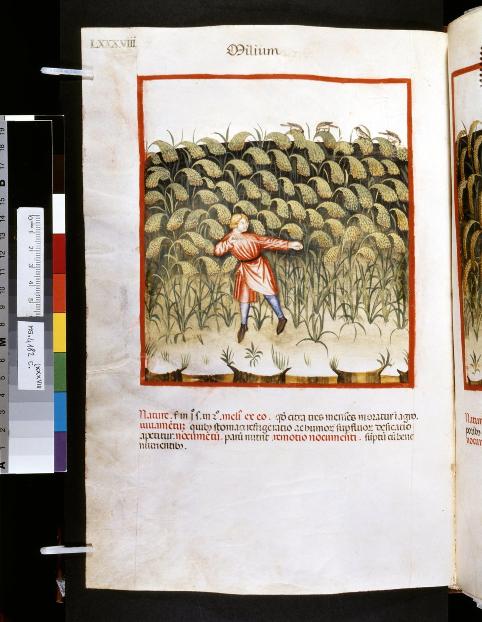 Theatrum sanitatis von Ububchasym de Baldach: 'Milium', erstes ...