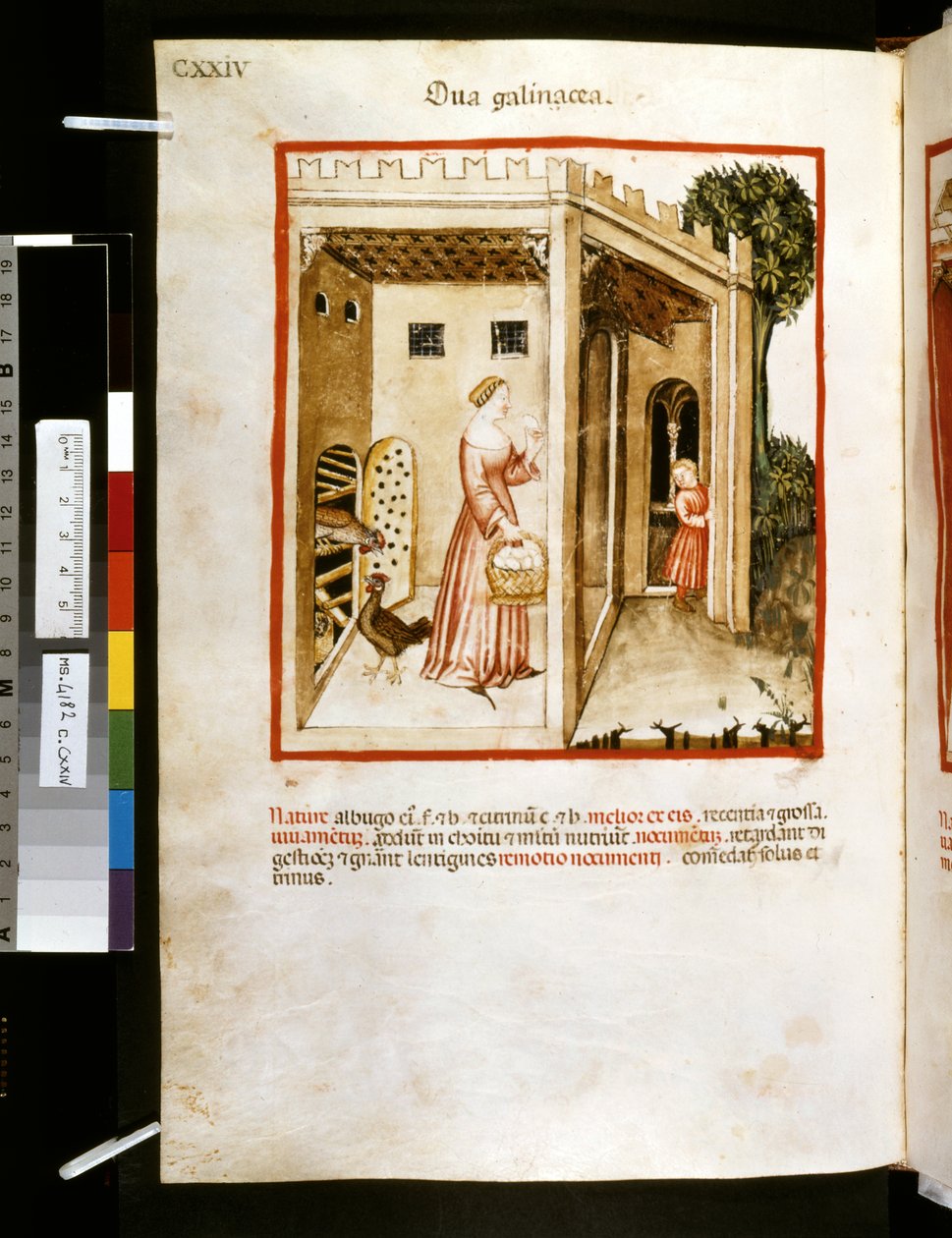 Theatrum sanitatis von Ububchasym de Baldach: 'Ova Galinacea', erstes ...