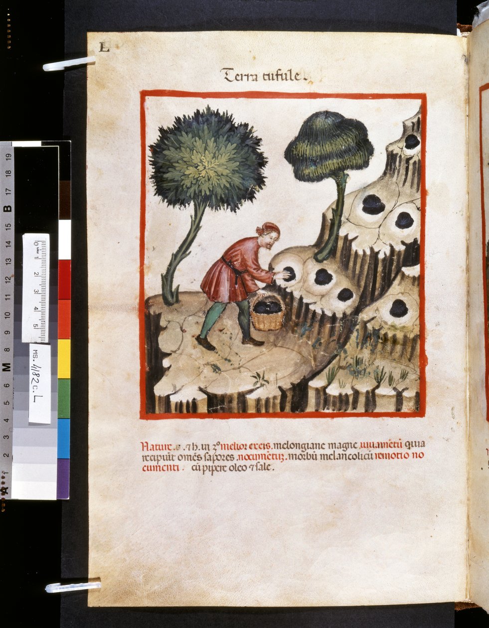 Theatrum sanitatis von Ububchasym de Baldach: 'Terra Tufule', erstes ...