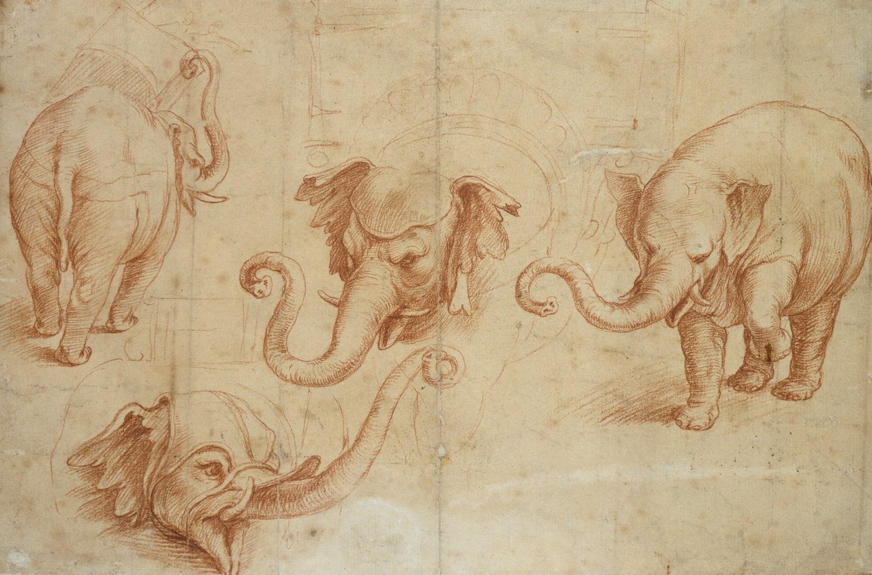 Vier Studien eines Elefanten von Giulio Romano