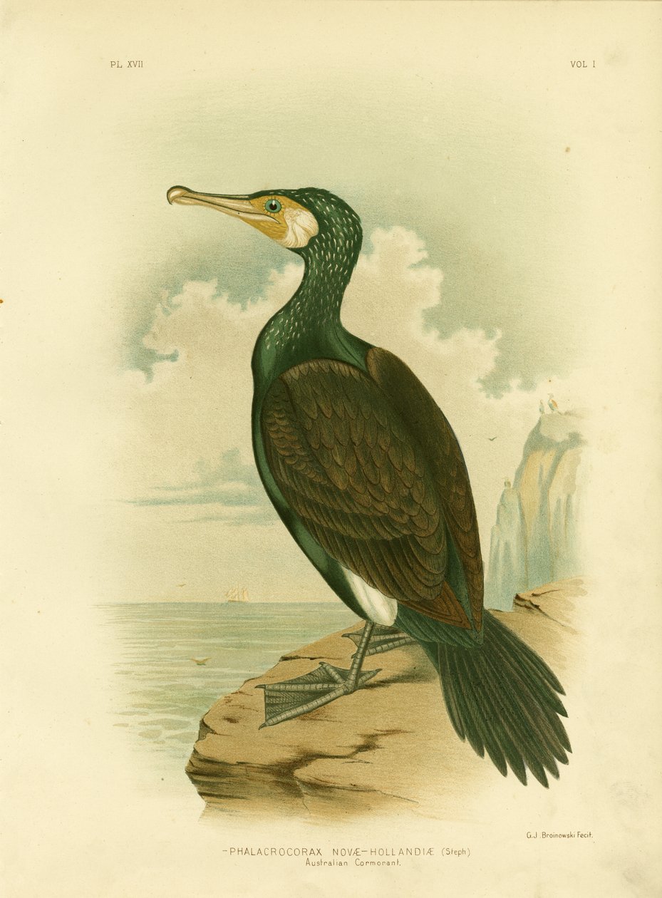Australischer Kormoran, 1891 von Gracius Broinowski