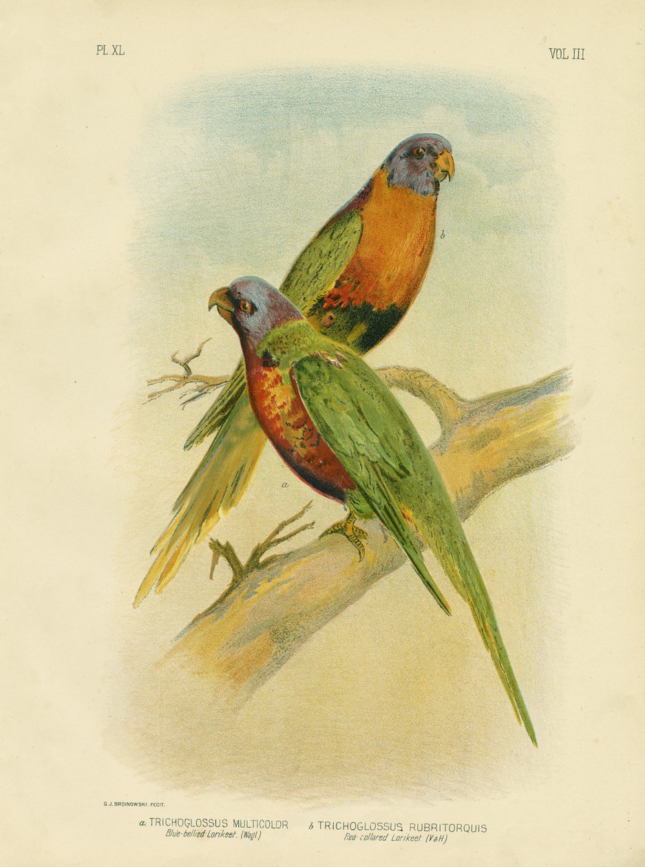 Blau-aufgeblähtes Lorikeet, 1891 von Gracius Broinowski