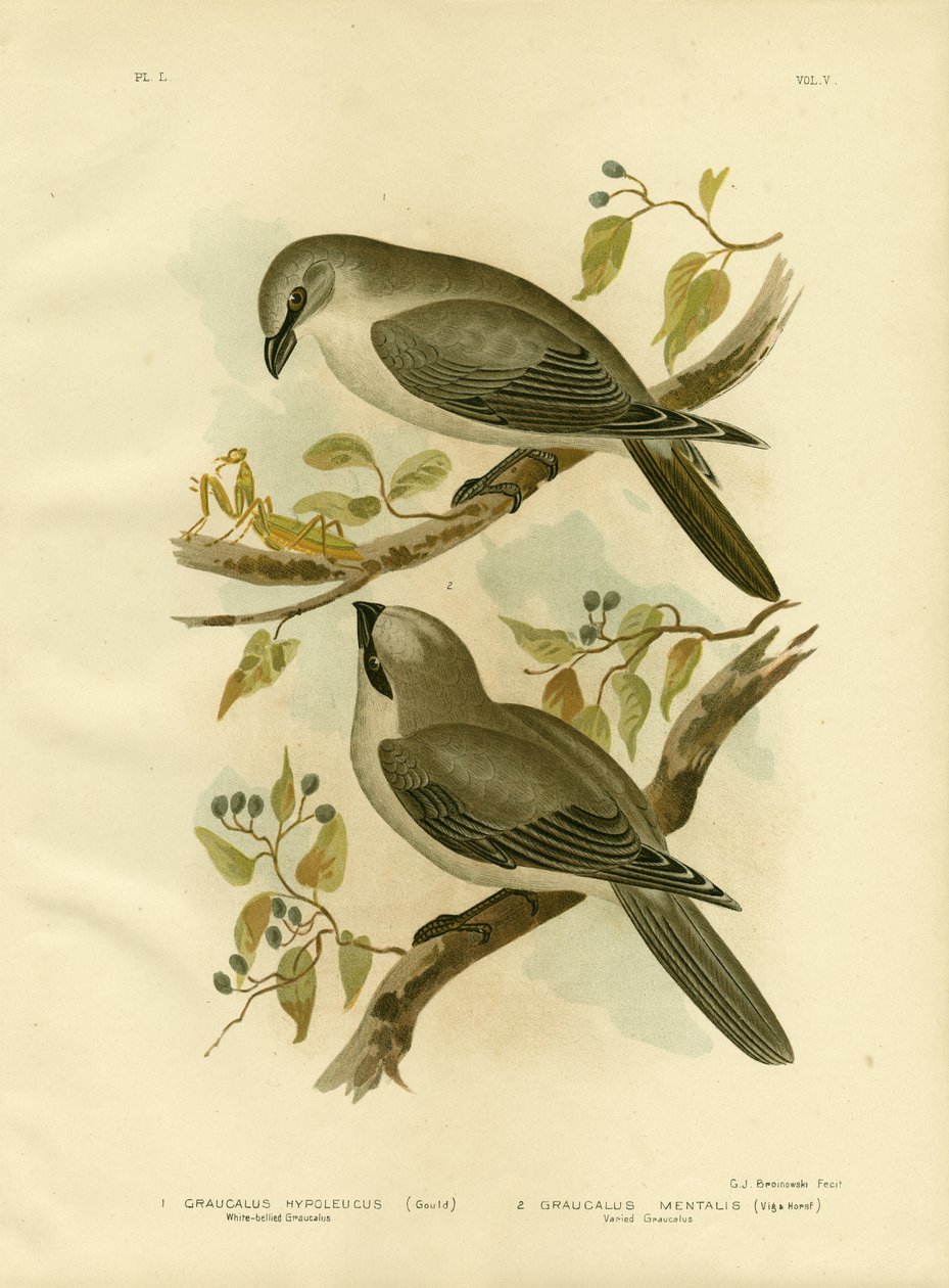 Weißbauch-Raupenfänger, 1891 von Gracius Broinowski
