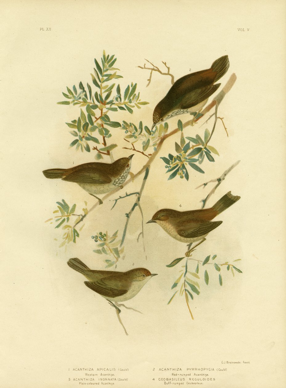 Inland-Dornschwanz oder Breitdornschwanz, 1891 von Gracius Broinowski