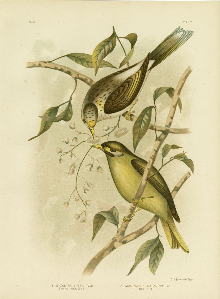 Gelbkehl-Honigfresser, 1891 von Gracius Broinowski