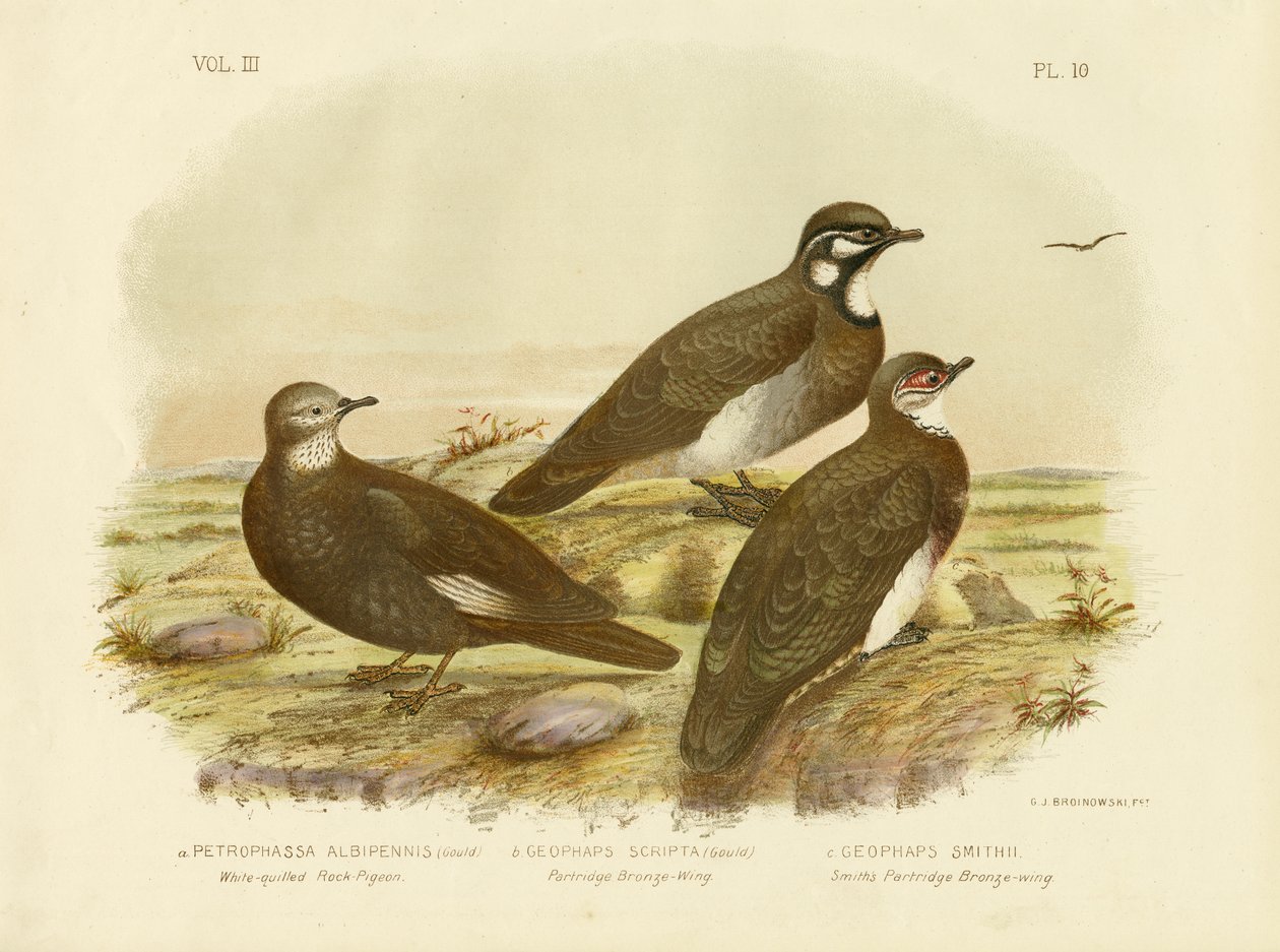 Weißgekrönte Felsentaube, 1891 von Gracius Broinowski