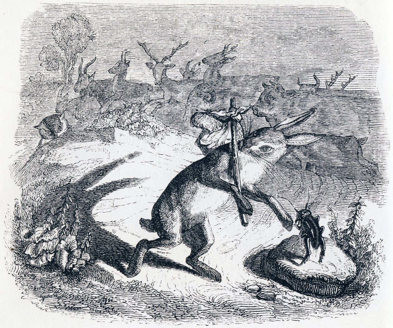 Die Ohren des Hasen - Fabeln von La Fontaine von Grandville