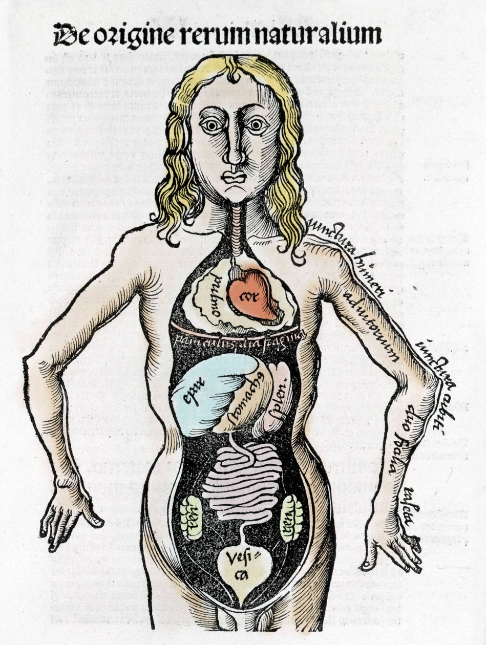 Schnitt des menschlichen Körpers - in „Margarita Philosophica“ von Gregor Reisch (1467-1525), Basel 1517. von Gregor Reisch