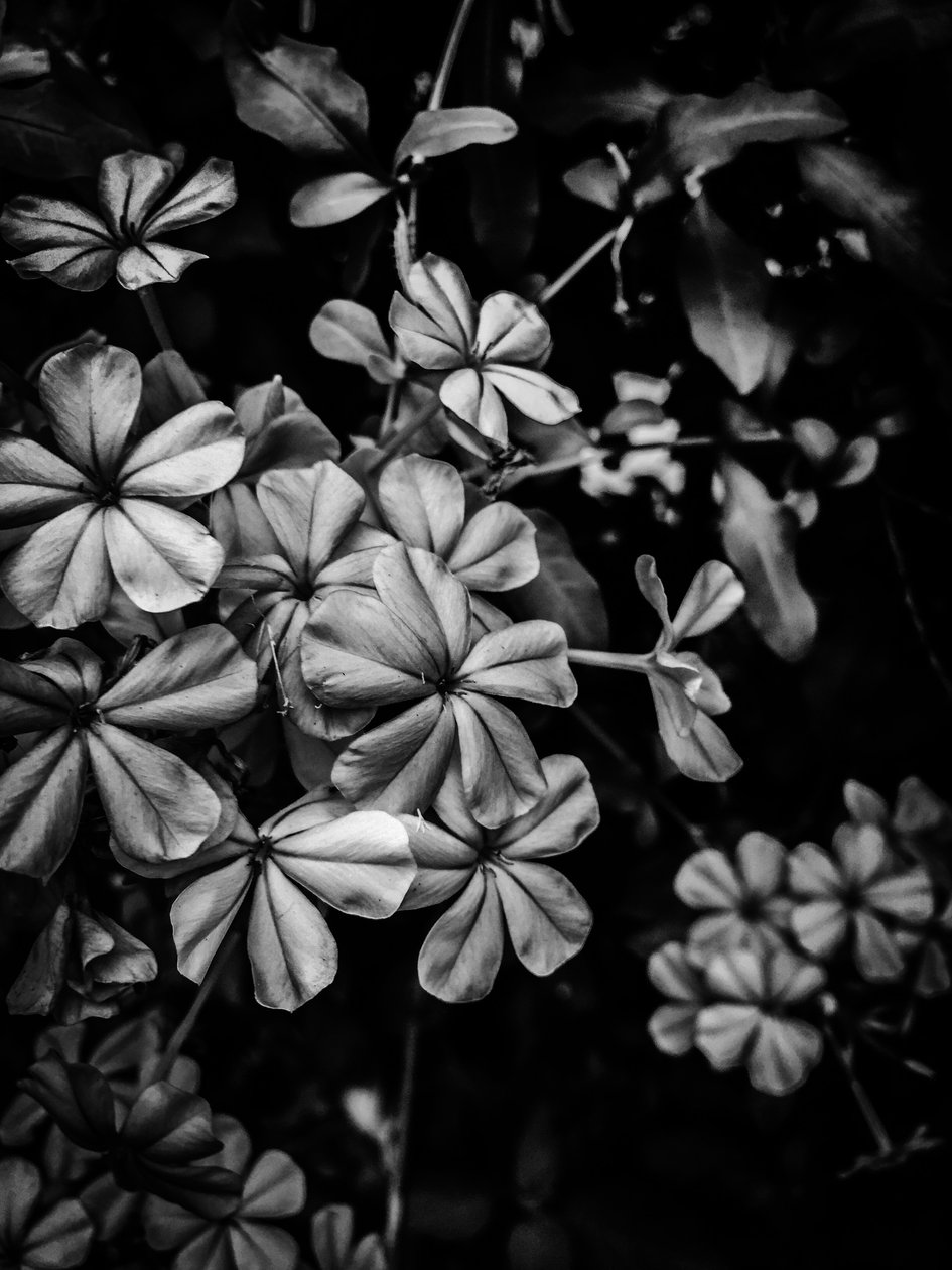 Blume Nr. 33 von Guilherme Pontes