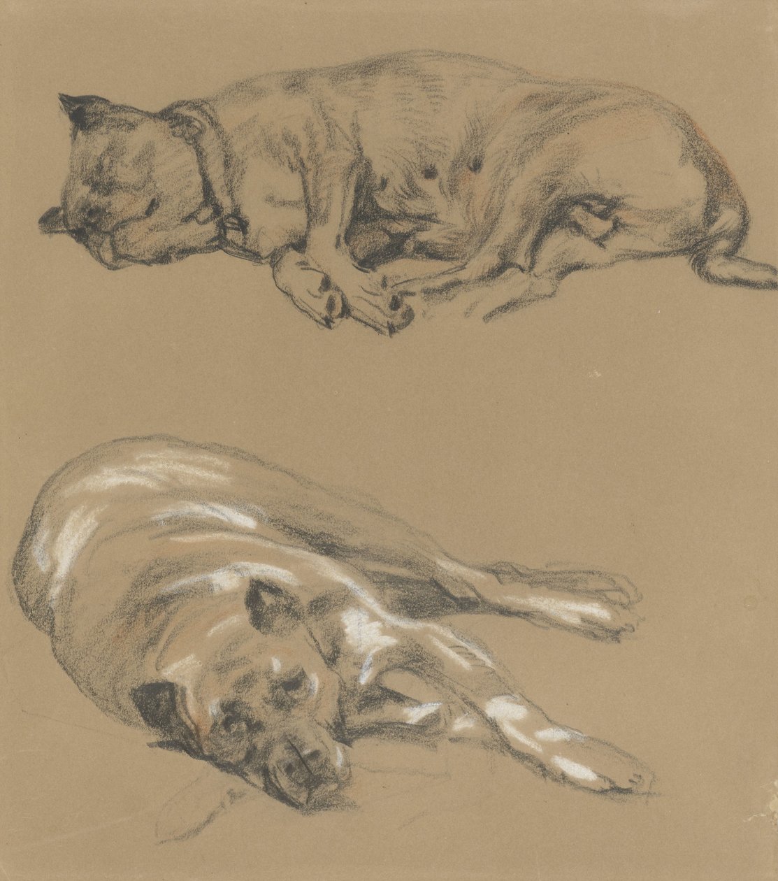 Zwei Studien eines liegenden Hundes von Guillaume Anne van der Brugghen
