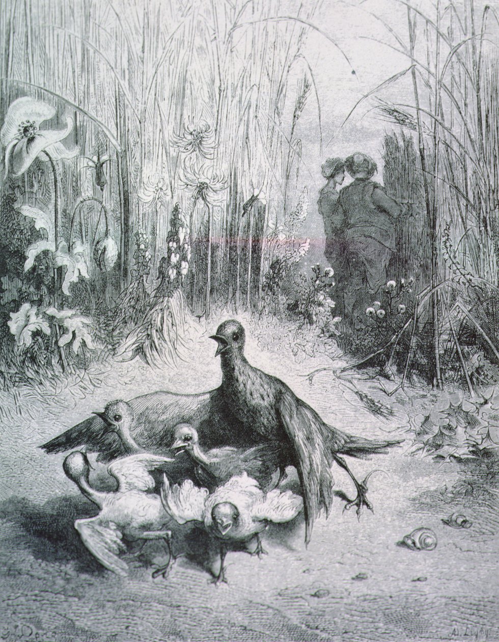 Die Fabel von der Lerche, ihren Jungen und dem Feldherrn, Illustration für die Fabeln von La Fontaine von Gustave Dore