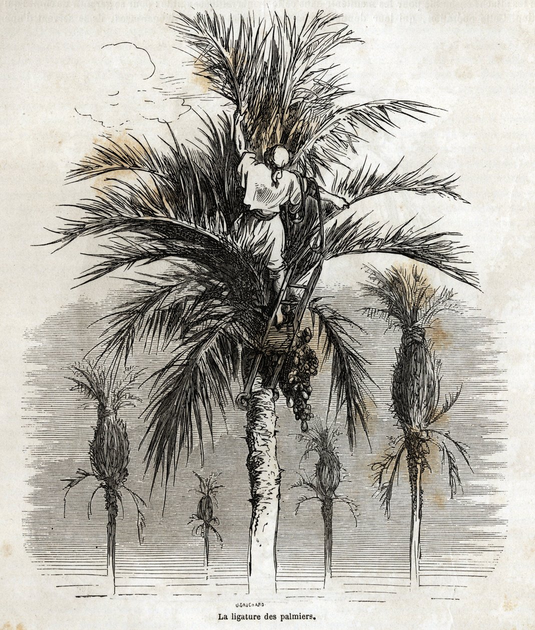 Die Bindung der Palmen in Elche, um die Weiße zu bewahren, um sie zu flechten, Zeichnung von Gustave Doré (1832-1883), um seine Reise nach Spanien im Jahr 1862 zu illustrieren, mit Ch. Davillier. Gravur in "Le tour du monde", herausgegeben von E von Gustave Dore
