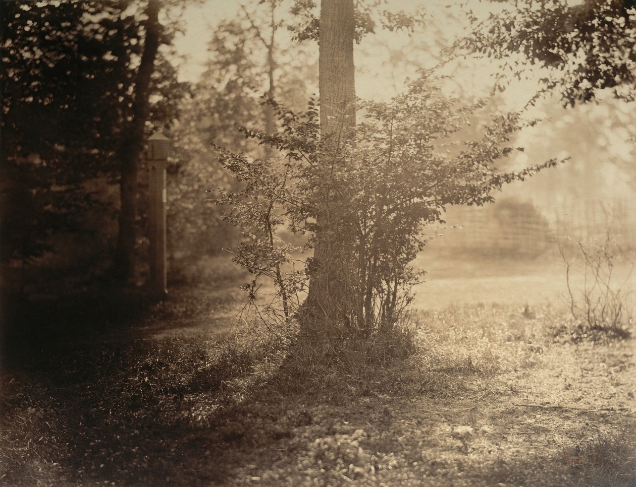 Baumstudie, Wald von Fontainebleau, ca. 1856 von Gustave Le Gray