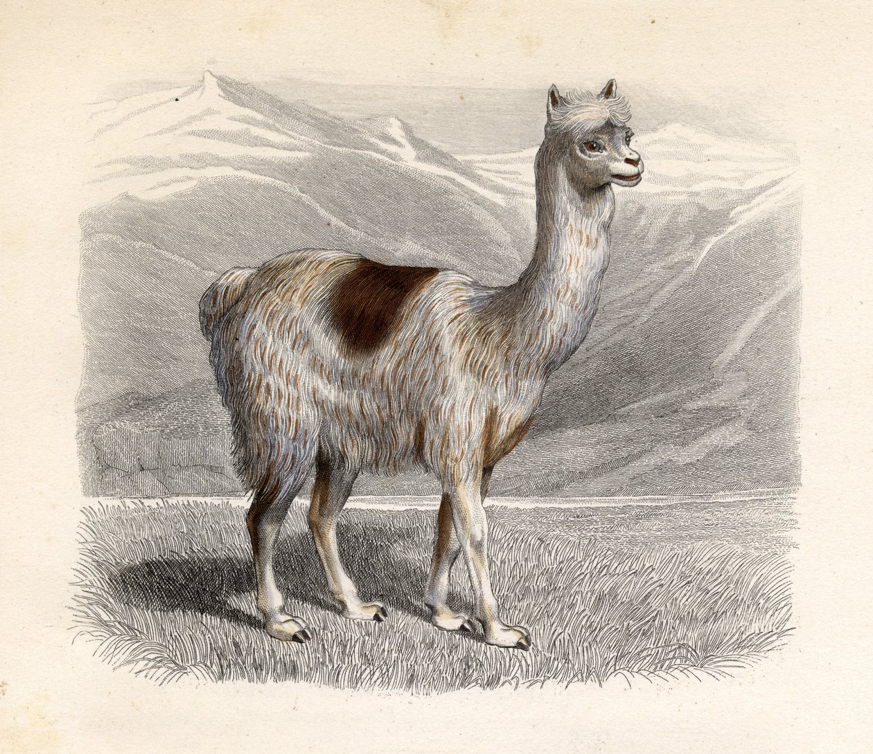 Das Lama, graviert von E. Ramus von H. Gobin
