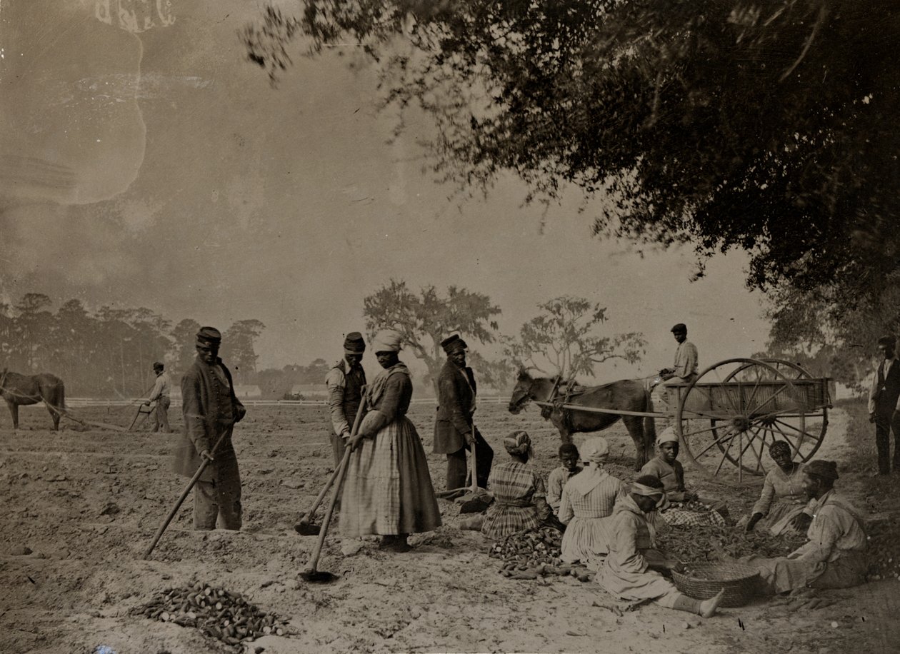 Süßkartoffeln pflanzen, Hopkinsons Plantage, Edislo Island, South Carolina, 1862 von H.P. Moore