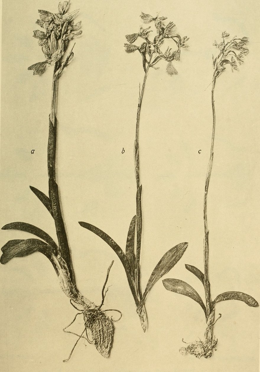 Annalen des K.K. Naturhistorischen Hofmuseums (1914) von Hans Fleischmann