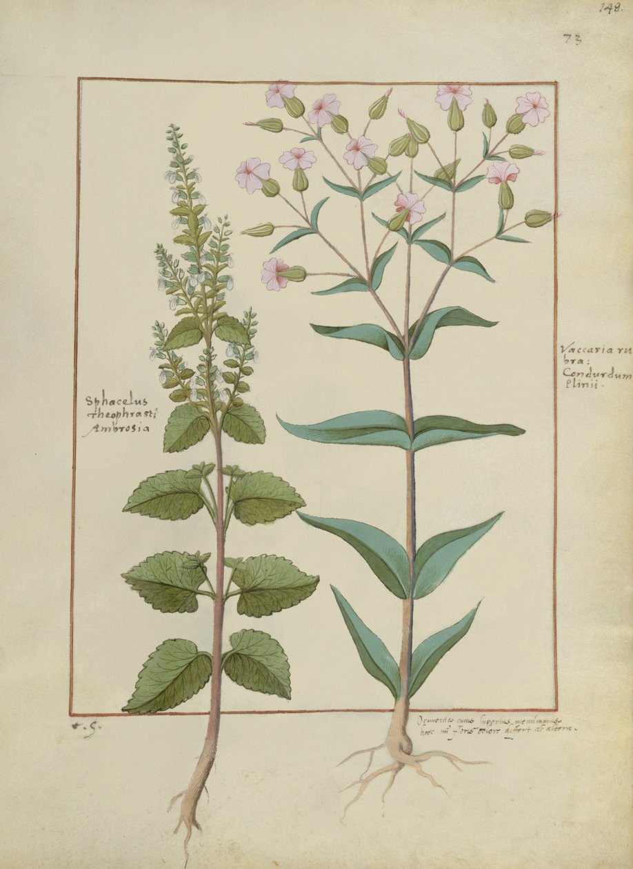 Illustration aus dem Buch der einfachen Heilmittel von Mattheaus Platearius (gest. um 1161) c.1470 von Hans Sichelbein Sichelbein