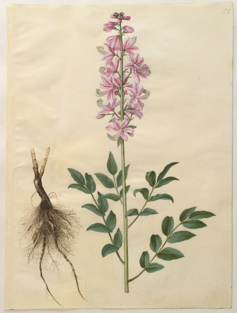Dictamnus albus aus dem Album Gottorfer Codex von Hans Simon Holtzbecher