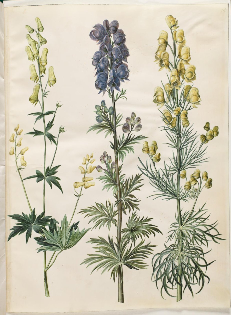 Aconitum lycoctonum (Nordischer Sturmhut); Aconitum napellus (Echter Sturmhut); Aconitum anthora (Feinblättriger Sturmhut) von Hans Simon Holtzbecker