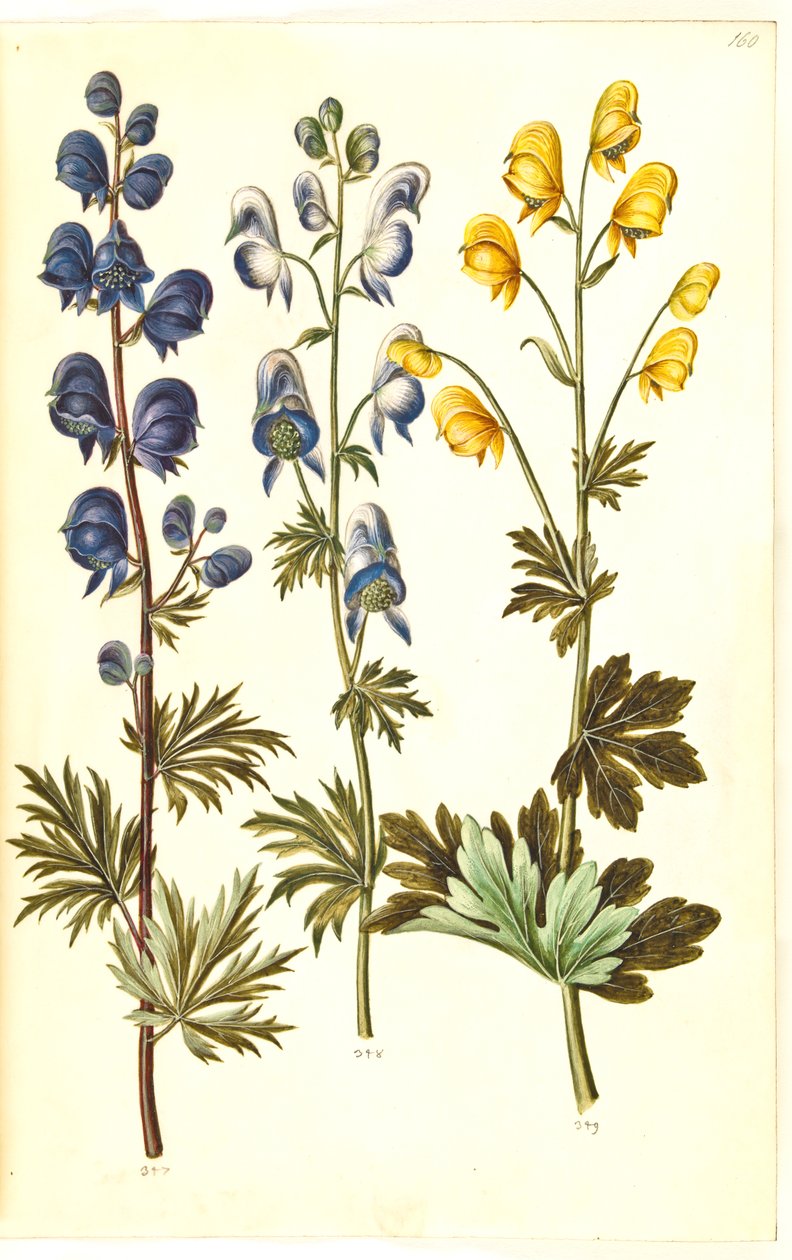 Aconitum napellus (?) (Echter Sturmhut); Aconitum variegatum, evtl. Aconitum ×cammarum (?) (Bunter Sturmhut, evtl. Garten-Sturmhut); Aconitum anthora (Feinblättriger Sturmhut) von Hans Simon Holtzbecker