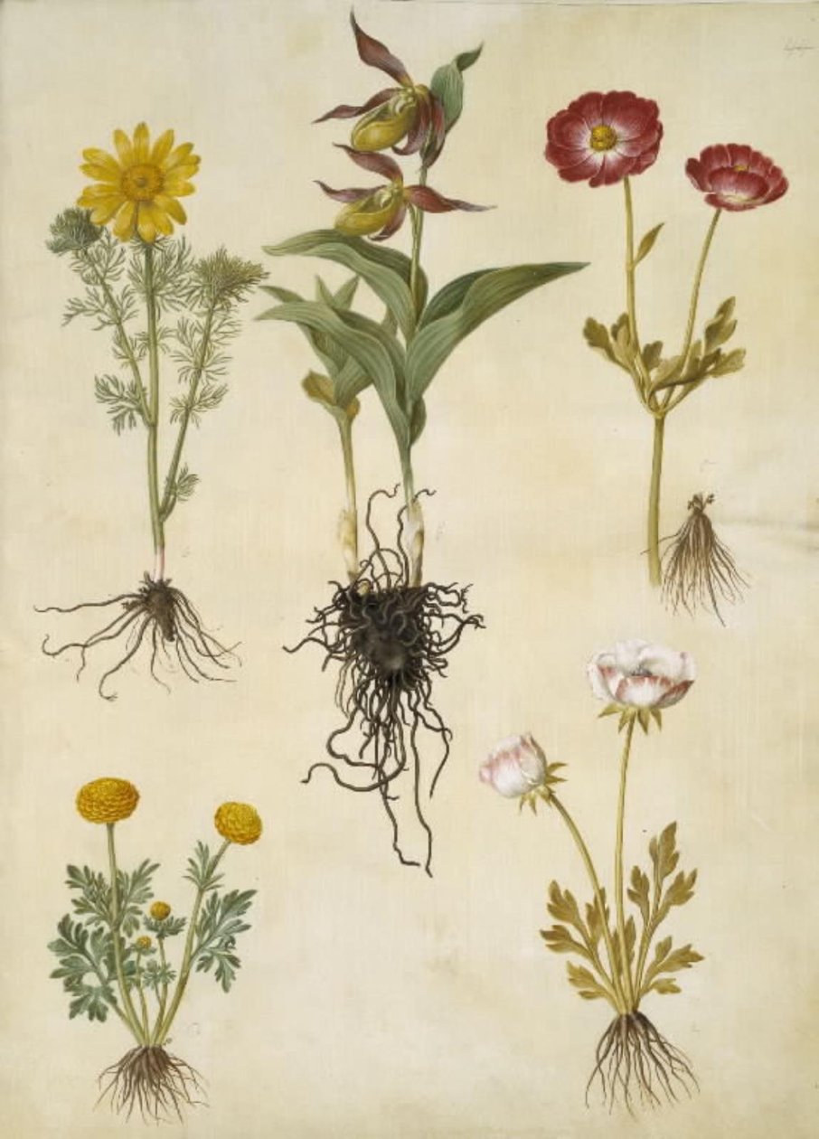 Adonis vernalis (Frühlings-Adonis); Cypripedium calceolus (Großer Frauenschuh); Ranunculus asiaticus (Garten-Ranunkel); Ranunculus (Art der Ranunkel) von Hans Simon Holtzbecker