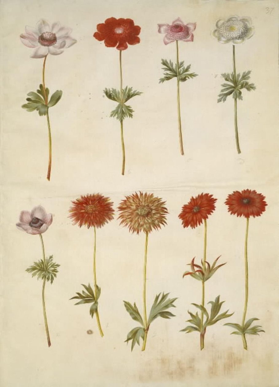 Anemone coronaria (Französische Anemone); Anemone ×fulgens (Glänzende Anemone) von Hans Simon Holtzbecker