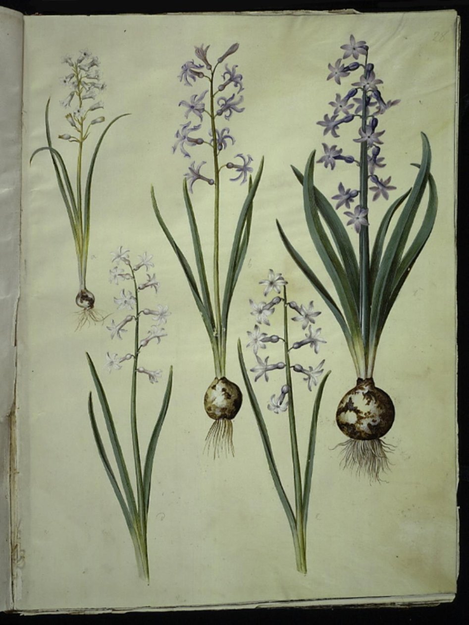 Brimeura amethystina (pyrenäische Hyazinthe); Hyacinthus orientalis (gewöhnliche Hyazinthe) von Hans Simon Holtzbecker