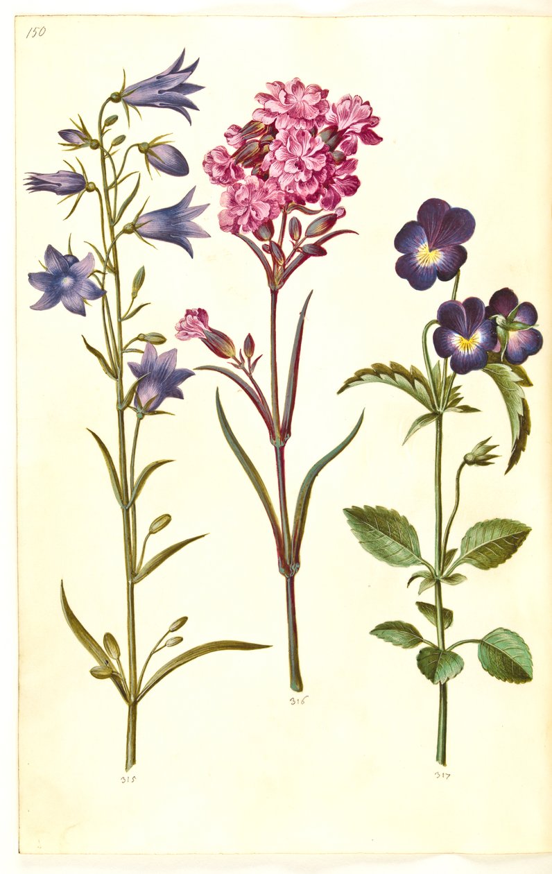 Campanula rotundifolia (Rundblättrige Glockenblume); Silene viscaria (Gemeines Leimkraut); Viola tricolor (Stiefmütterchen) von Hans Simon Holtzbecker