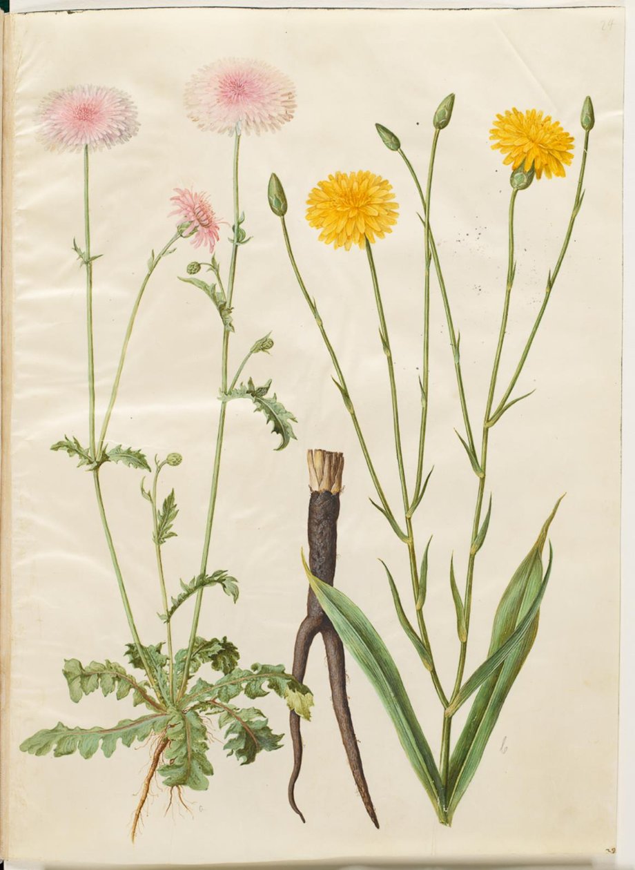 Crepis rubra (rote Habichtskraut); Scorzonera hispanica (Garten-Schwarzwurzel) von Hans Simon Holtzbecker