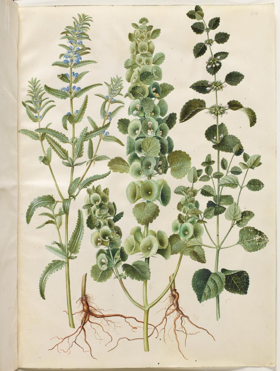 Dracocephalum moldavica (moldawisches Drachenhaupt); Moluccella spinosa (dornige Glockenblume); Melissa officinalis (Zitronenmelisse) von Hans Simon Holtzbecker