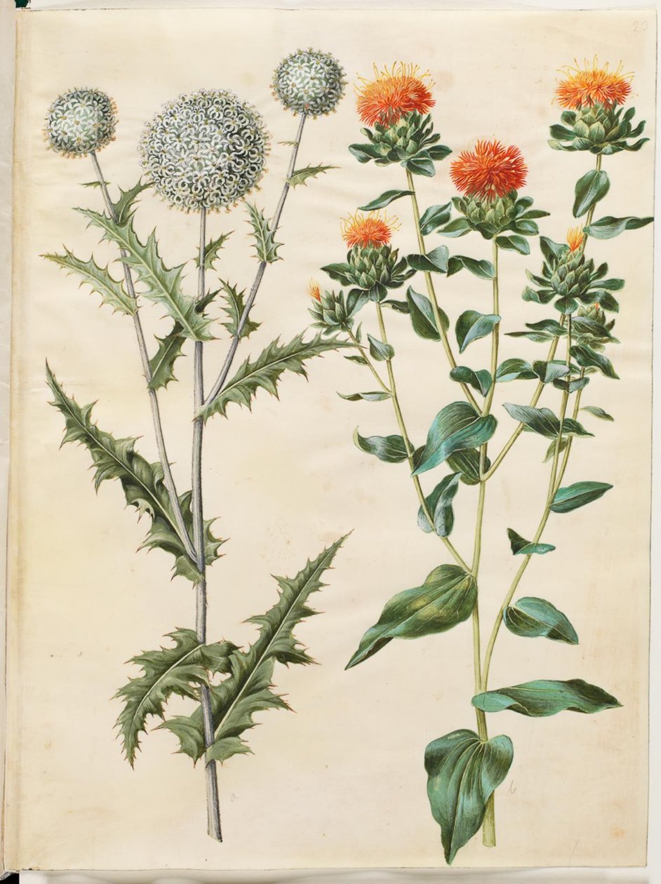 Echinops sphaerocephalus (gewöhnliche Kugeldistel); Carthamus tinctorius (gelbe Färberdistel) von Hans Simon Holtzbecker