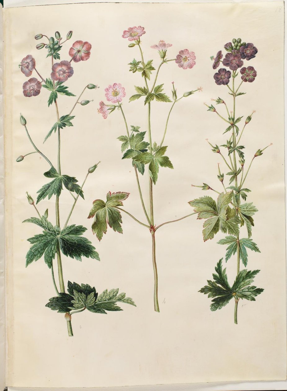 Geranium phaeum (Wellenkronen-Storchschnabel); Geranium versicolor (Netz-Storchschnabel) von Hans Simon Holtzbecker