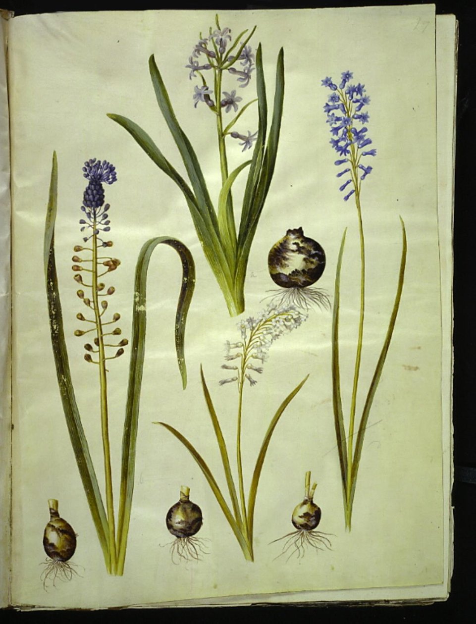 Hyacinthus orientalis (gewöhnliche Hyazinthe); Muscari comosum (Traubenhyazinthe); Brimeura amethystina (pyrenäische Hyazinthe) von Hans Simon Holtzbecker