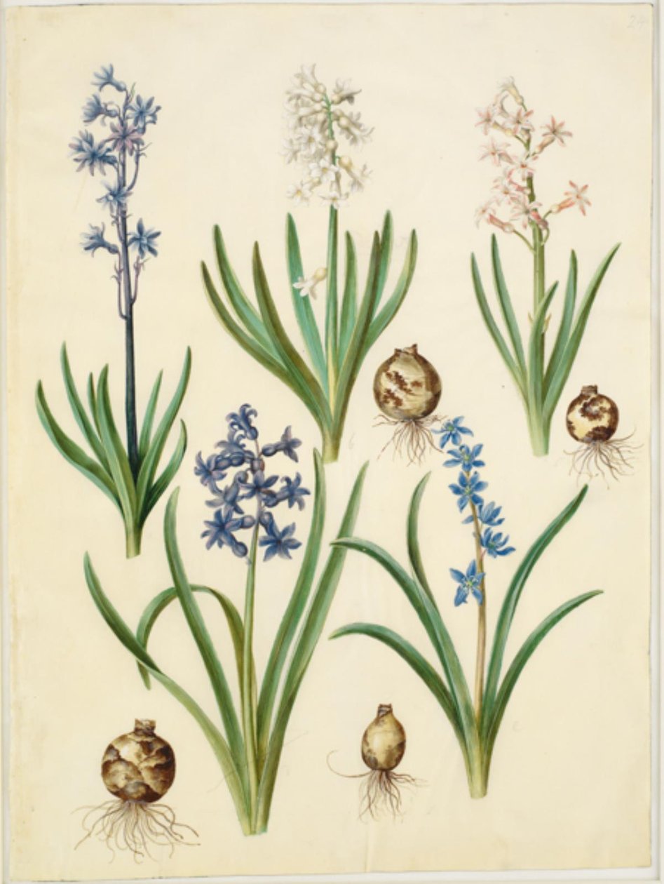 Hyacinthus orientalis (gewöhnliche Hyazinthe); Scilla amoena (himmelblaue Scilla) von Hans Simon Holtzbecker