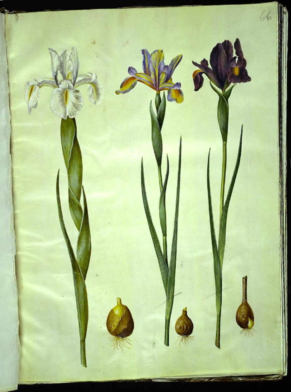 Iris latifolia (englische Iris); Iris xiphium (spanische Iris) von Hans Simon Holtzbecker