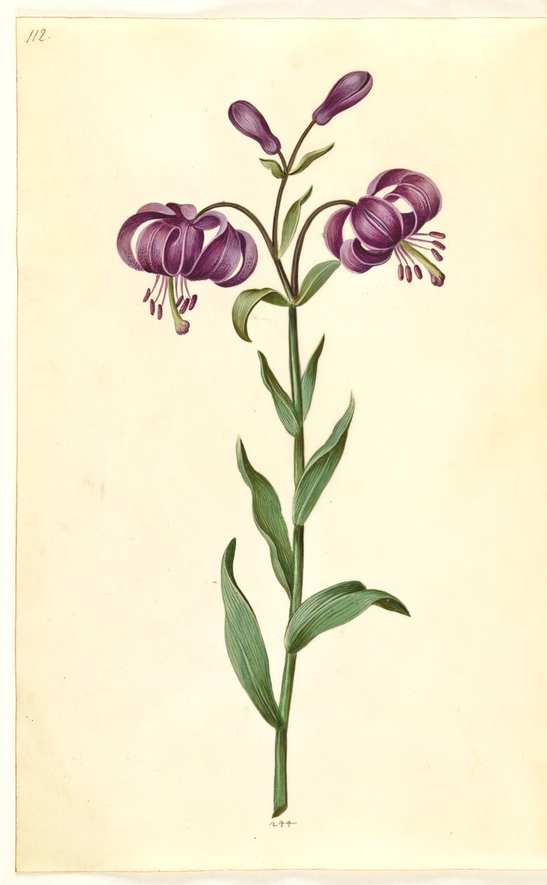 Türkenbundlilie von Hans Simon Holtzbecker