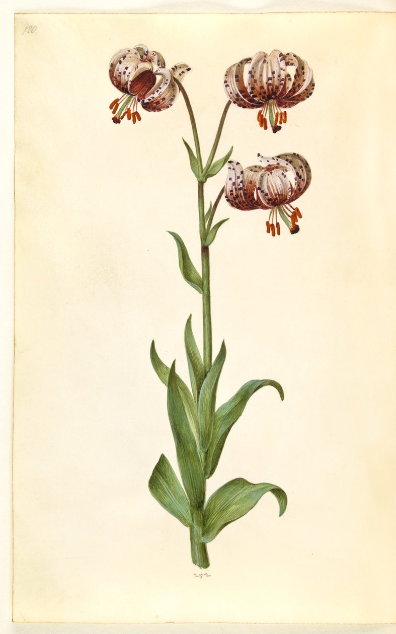 Lilium martagon (Türkenbund-Lilie) von Hans Simon Holtzbecker