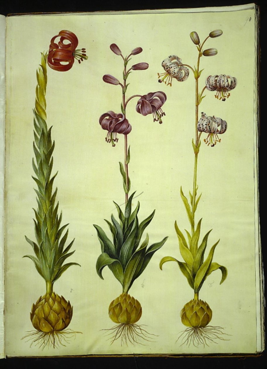 Lilium pomponium; Lilium martagon von Hans Simon Holtzbecker