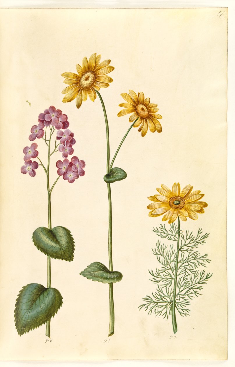 Lunaria annua (Judaspenning); Doronicum pardalianches (Herzblatt-Gemswurz); Adonis vernalis (Frühlings-Adonisröschen) von Hans Simon Holtzbecker