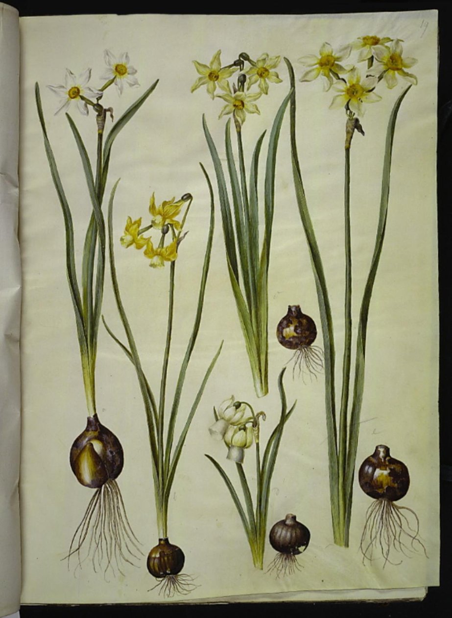 Dichter-Narzisse; Orchideen-Narzisse; Zweiblütige Narzisse von Hans Simon Holtzbecker