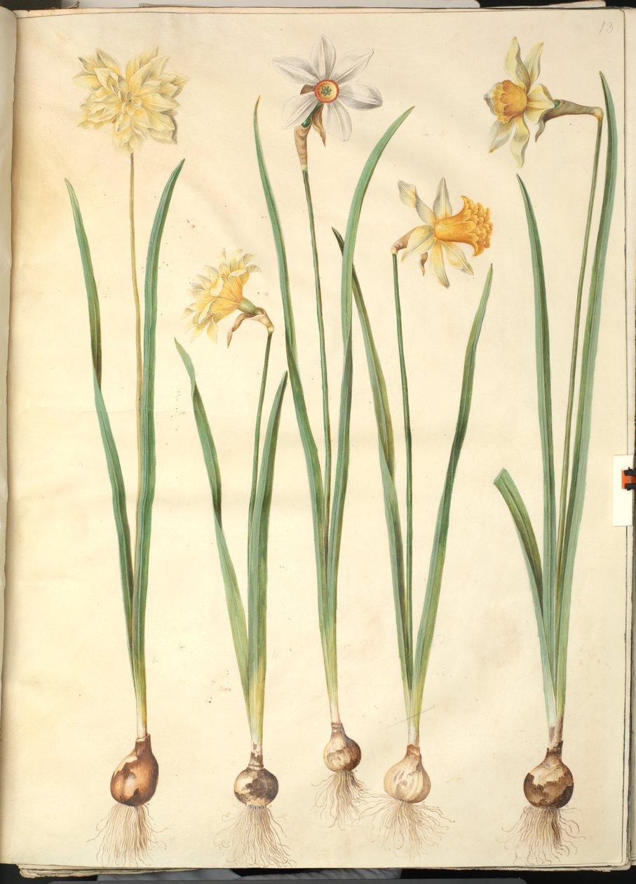 Narzisse pseudonarcissus, Narzisse poeticus, Narzisse × incomparabilis von Hans Simon Holtzbecker