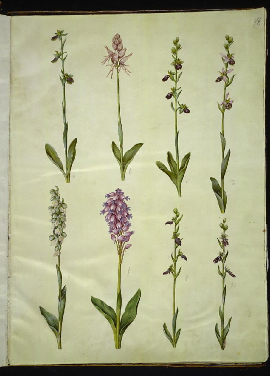 Ophrys apifera oder Ophrys sphegodes (Bienen-Ragwurz oder frühe Ragwurz); "Orchis simia" (Phantasieblume); Ophrys apifera (Bienen-Ragwurz); Orchis (Knabenkraut); Orchis militaris (Helm-Knabenkraut); Ophrys insectifera (Fliegen-Ragwurz) von Hans Simon Holtzbecker
