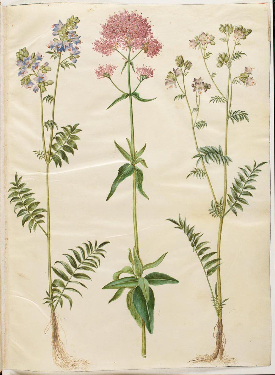 Polemonium caeruleum (Jakobsleiter); Centranthus ruber (Rote Spornblume) von Hans Simon Holtzbecker