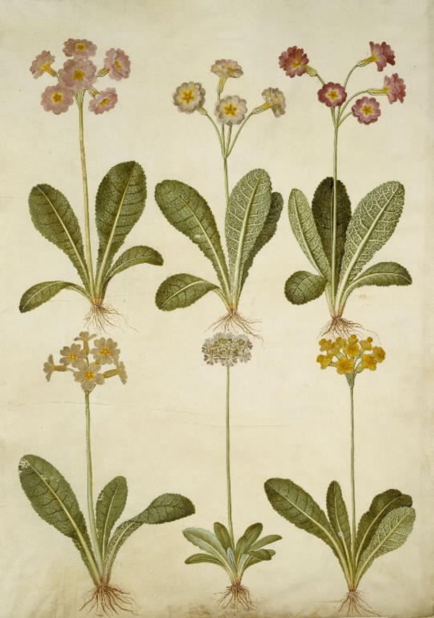 Primula veris (hybride Schlüsselblume); Primula farinosa (mehliger Schlüsselblume) von Hans Simon Holtzbecker