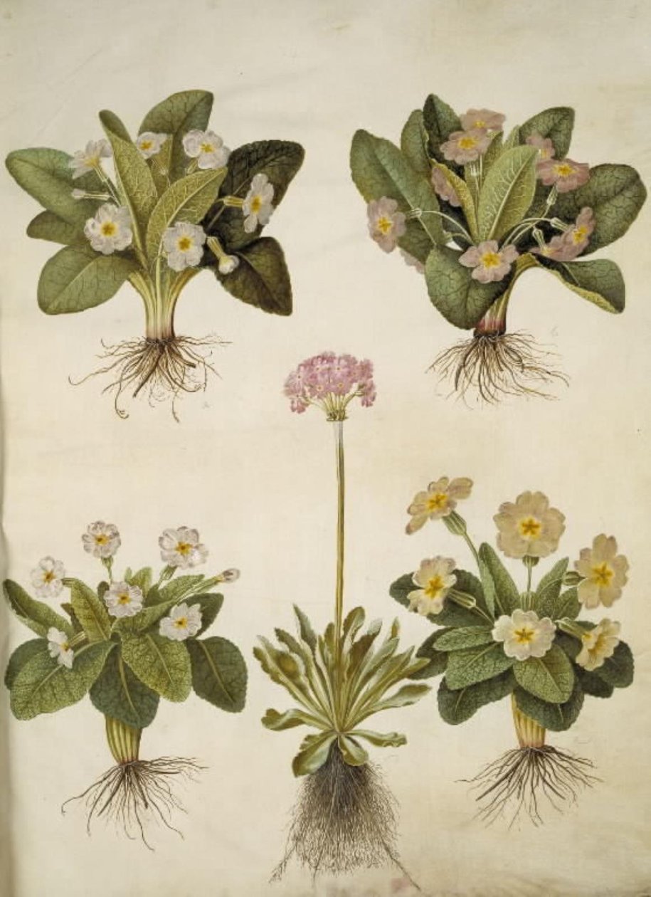 Primula vulgaris (Hybrid der großblumigen Schlüsselblume); Primula farinosa (Mehlprimel) von Hans Simon Holtzbecker