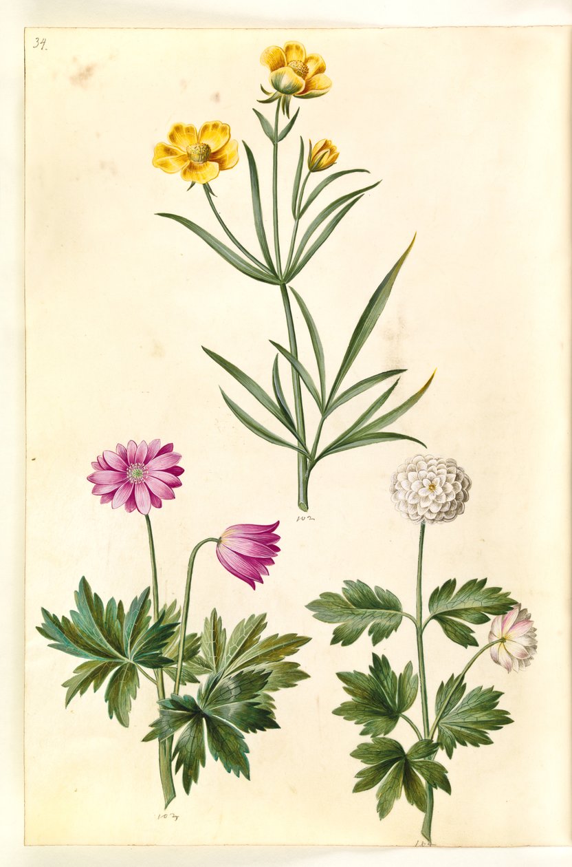 Ranunculus illyricus (Steppen-Hahnenfuß); Anemone nemorosa (Buschwindröschen) von Hans Simon Holtzbecker